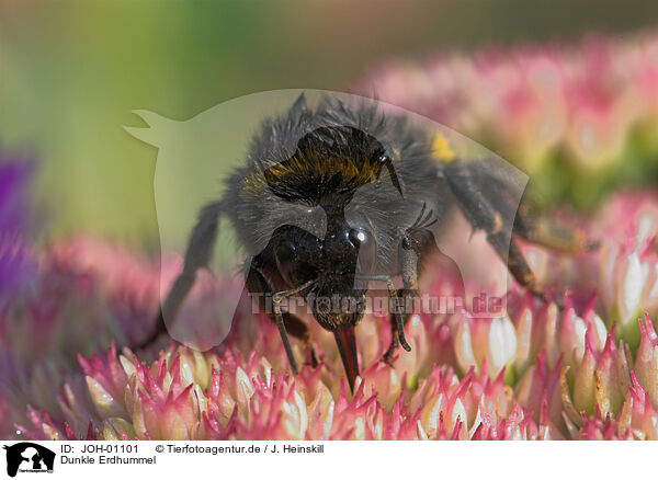 Dunkle Erdhummel / bumblebee / JOH-01101
