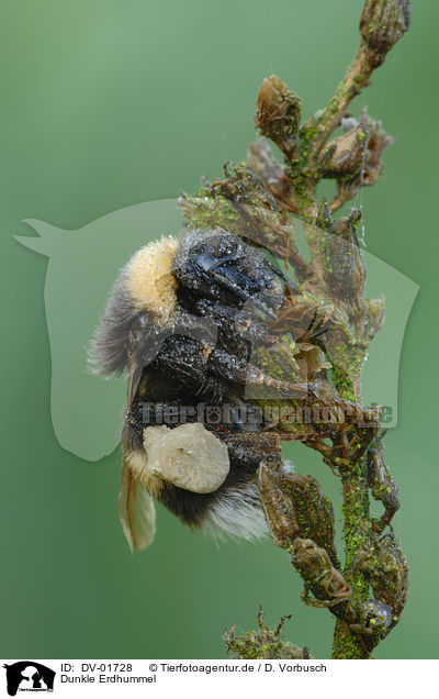 Dunkle Erdhummel / buff-tailed bumblebee / DV-01728