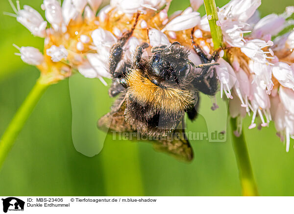 Dunkle Erdhummel / buff-tailed bumblebee / MBS-23406
