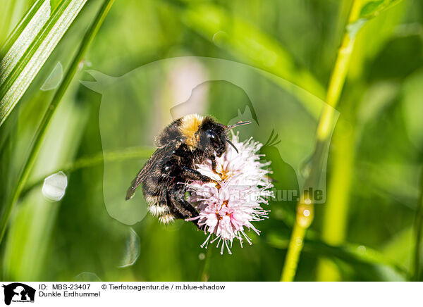 Dunkle Erdhummel / buff-tailed bumblebee / MBS-23407