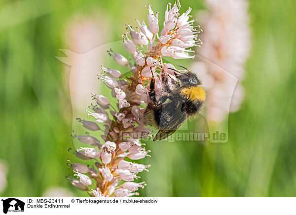 Dunkle Erdhummel / buff-tailed bumblebee / MBS-23411