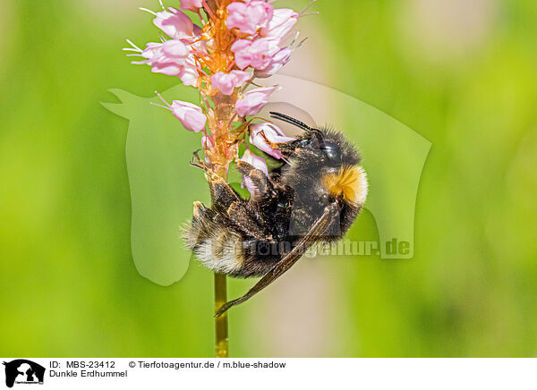 Dunkle Erdhummel / buff-tailed bumblebee / MBS-23412
