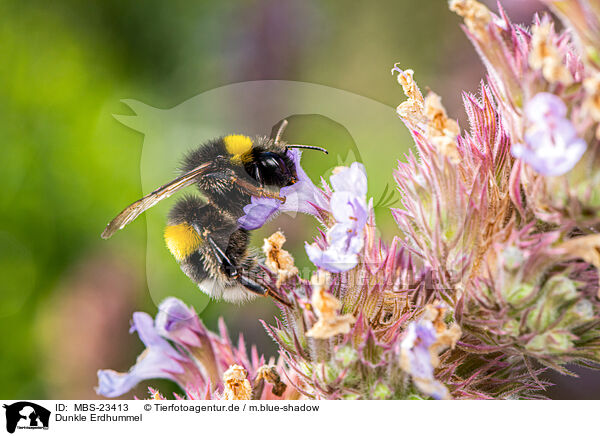 Dunkle Erdhummel / buff-tailed bumblebee / MBS-23413