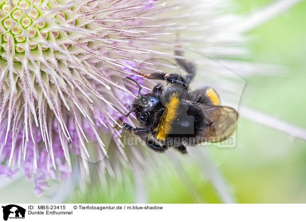 Dunkle Erdhummel / buff-tailed bumblebee / MBS-23415