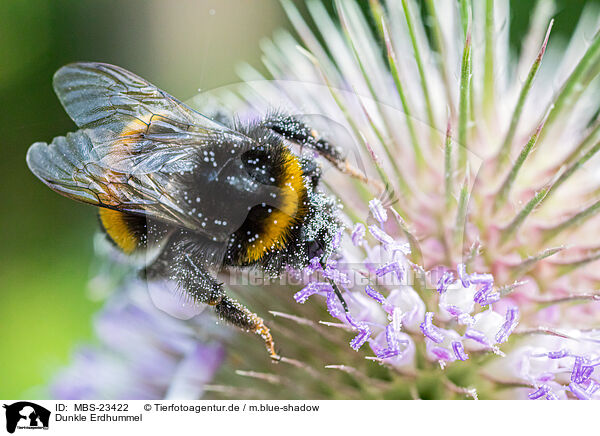Dunkle Erdhummel / buff-tailed bumblebee / MBS-23422