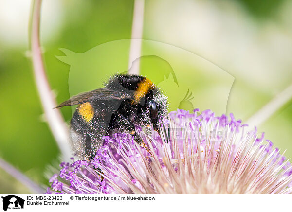 Dunkle Erdhummel / buff-tailed bumblebee / MBS-23423