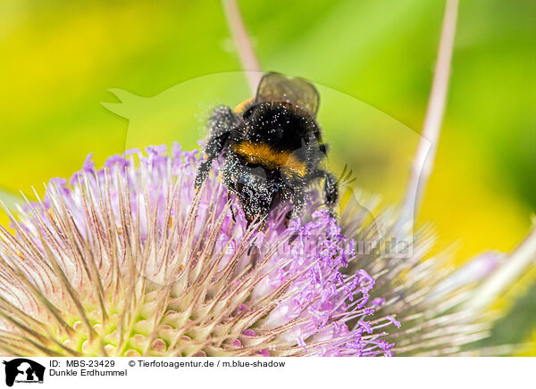 Dunkle Erdhummel / buff-tailed bumblebee / MBS-23429