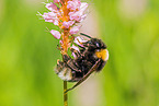 Dunkle Erdhummel