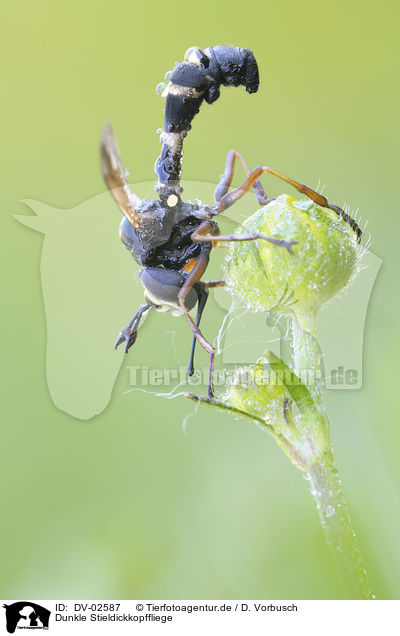 Dunkle Stieldickkopffliege / thick-headed fly / DV-02587