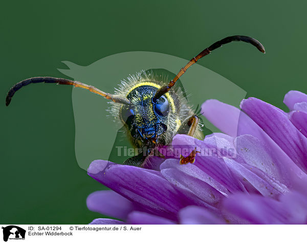 Echter Widderbock / wasp Beetle / SA-01294