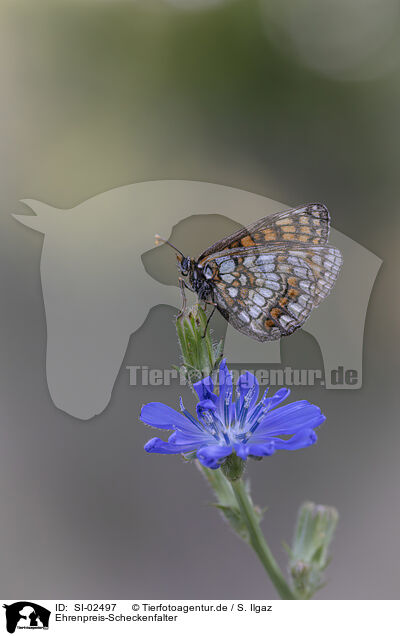 Ehrenpreis-Scheckenfalter / Nickerl's fritillary / SI-02497