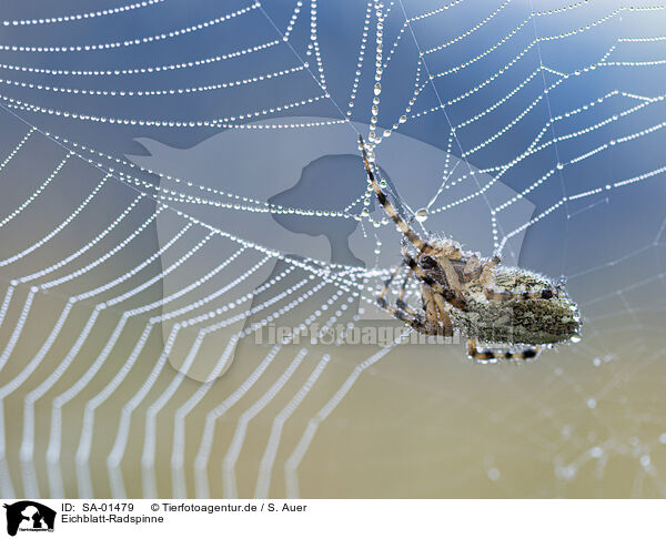 Eichblatt-Radspinne / oak spider / SA-01479