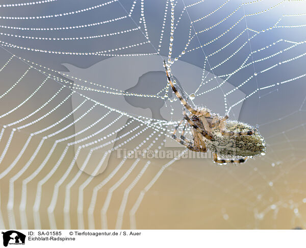 Eichblatt-Radspinne / oak spider / SA-01585