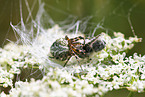 Eichblatt-Radspinne