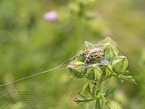 Eichblatt-Radspinne