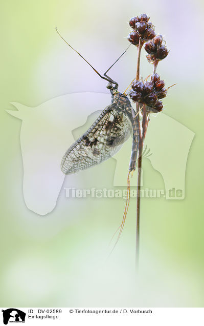 Eintagsfliege / DV-02589