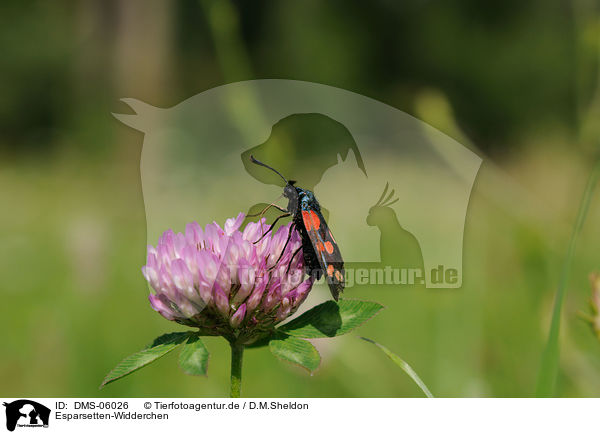 Esparsetten-Widderchen / zygaena carniolica / DMS-06026