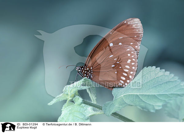 Euploea klugii / BDI-01294