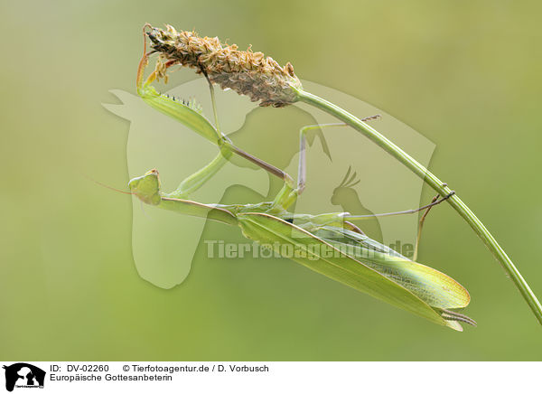 Europische Gottesanbeterin / European mantis / DV-02260