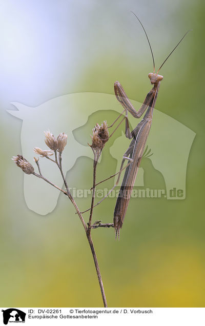 Europische Gottesanbeterin / European mantis / DV-02261