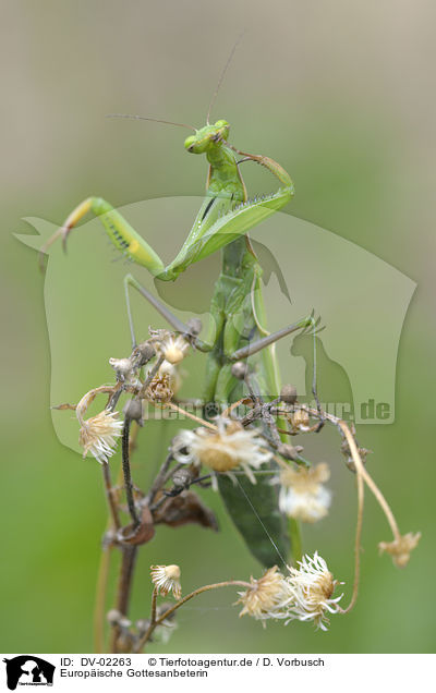 Europische Gottesanbeterin / European mantis / DV-02263