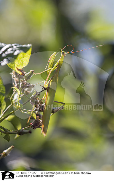 Europische Gottesanbeterin / European mantis / MBS-14927