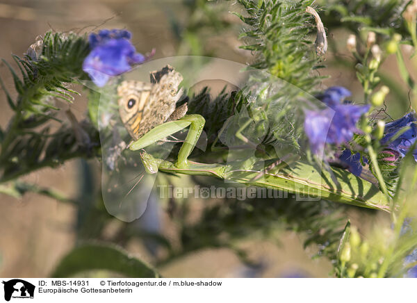 Europische Gottesanbeterin / European mantis / MBS-14931