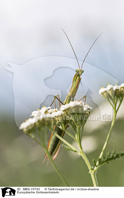 Europische Gottesanbeterin / European mantis / MBS-15742