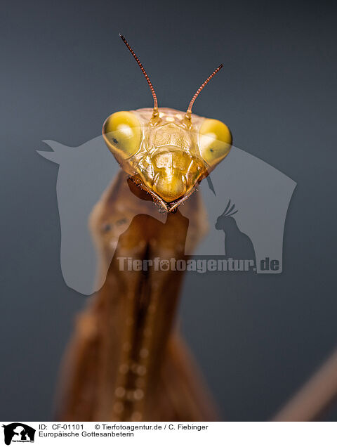 Europische Gottesanbeterin / European mantis / CF-01101