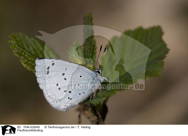 Faulbaumbluling / blue butterfly / THA-02646