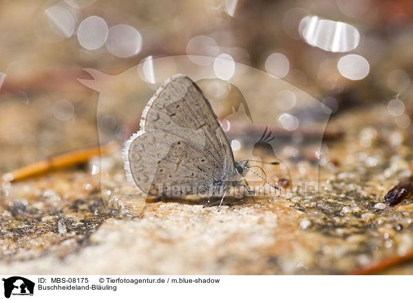 Buschheideland-Bluling / Spring Azure / MBS-08175