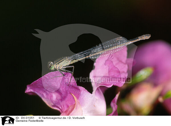 Gemeine Federlibelle / white-legged damselfly / DV-01051