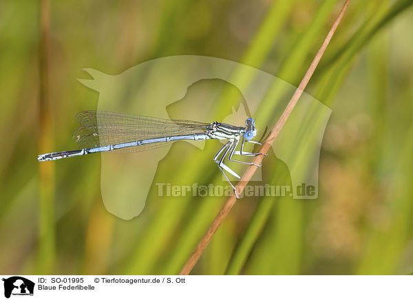 Blaue Federlibelle / white-legged damselfly / SO-01995