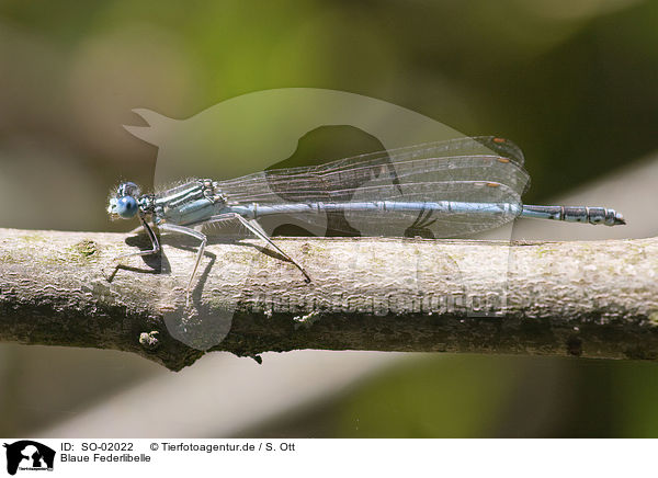 Blaue Federlibelle / white-legged damselfly / SO-02022