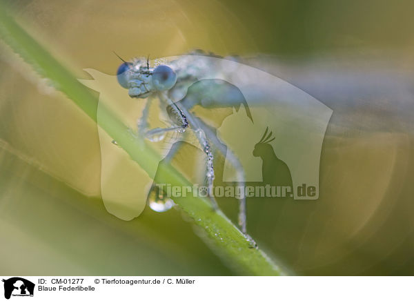 Blaue Federlibelle / white-legged damselfly / CM-01277