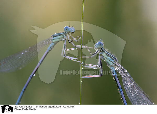 Blaue Federlibelle / white-legged damselfly / CM-01282