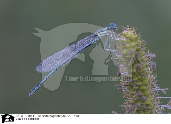 Blaue Federlibelle / white-legged damselfly / AT-01811