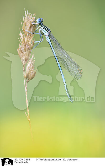 Federlibelle / damselfly / DV-03941