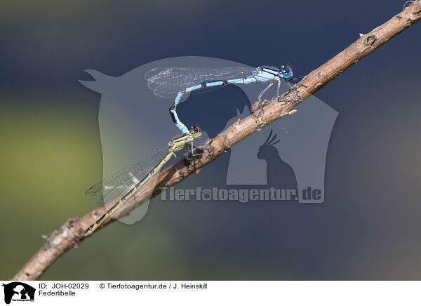 Federlibelle / JOH-02029