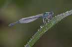 Blaue Federlibelle