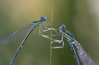 Blaue Federlibelle