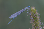 Blaue Federlibelle