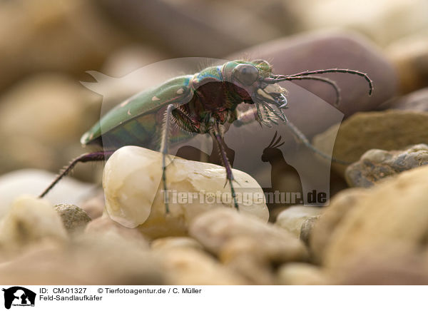 Feld-Sandlaufkfer / tiger beetle / CM-01327