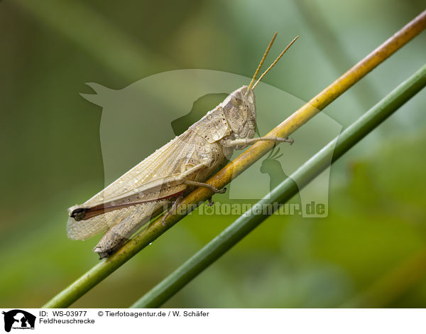 Feldheuschrecke / grasshopper / WS-03977