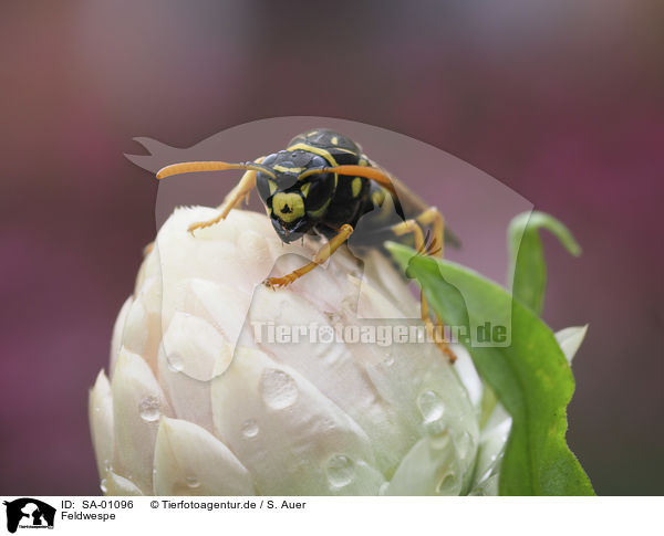 Feldwespe / Paper Wasp / SA-01096