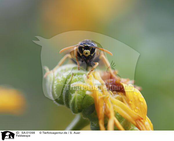 Feldwespe / Paper Wasp / SA-01098