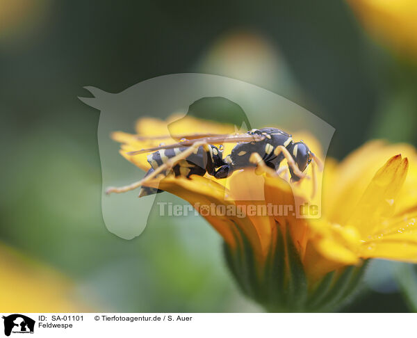 Feldwespe / Paper Wasp / SA-01101