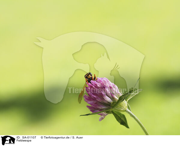 Feldwespe / Paper Wasp / SA-01107