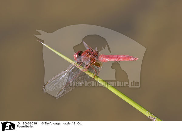 Feuerlibelle / scarlet dragonfly / SO-02016