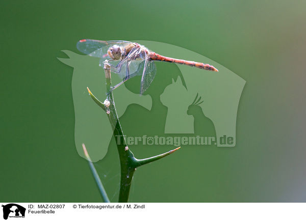 Feuerlibelle / scarlet dragonfly / MAZ-02807